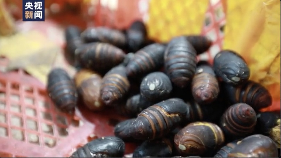 走向我们的小康生活丨种葡萄、养柞蚕、栽培食用菌......这里的人们特别忙