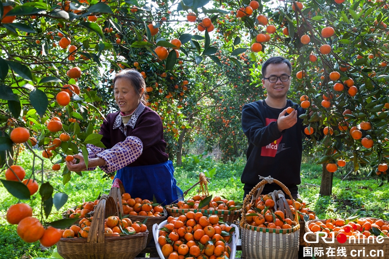 贵州黔西：金橘挂满枝 农家采摘乐（组图）