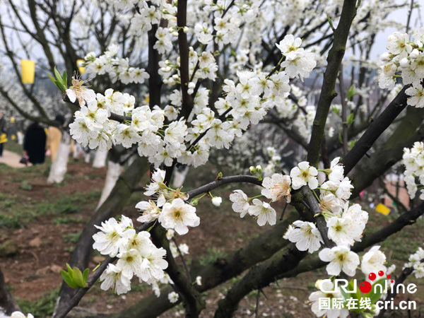 图片默认标题_fororder_喜捷镇李花盛开--（摄影--何芳）