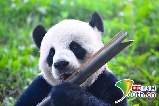 亚布力熊猫馆、森林温泉酒店“请”黑龙江省援武汉医护人员度假