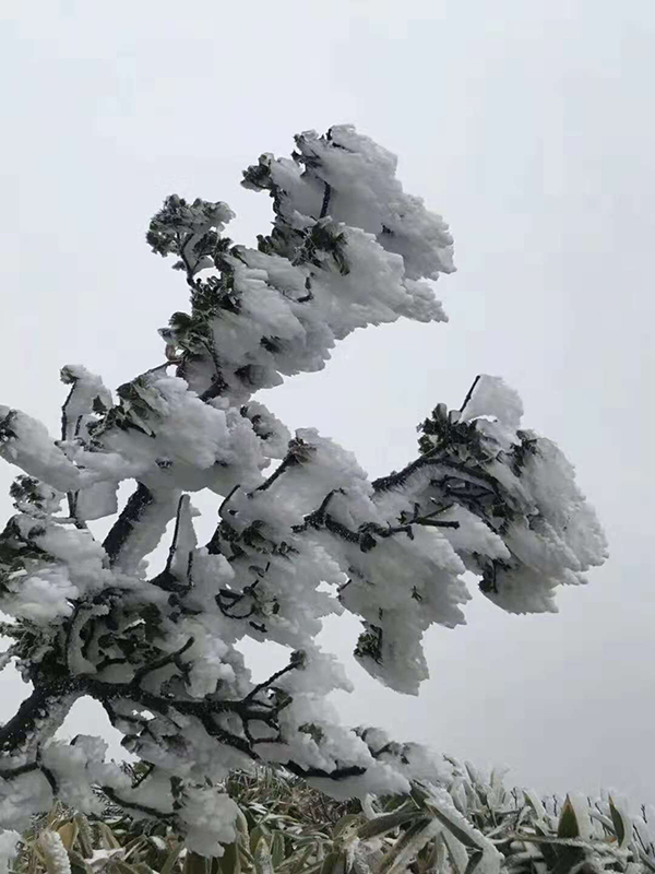 树梢上积满洁白的雪(万源市委宣传部 供图)