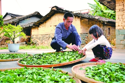 安溪铁观音与拼多多达成战略合作 千年古茶全面拥抱新消费