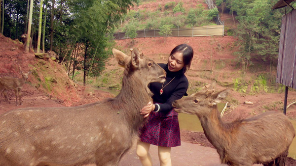 图片默认标题_fororder_肖莉正在喂梅花鹿--（摄影-赵晨希）