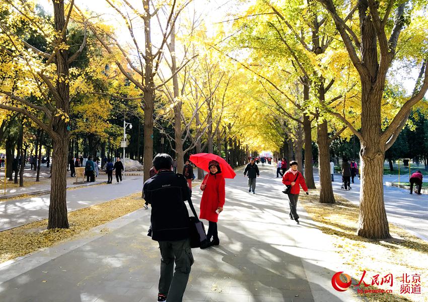 地坛银杏大道进入最佳观赏期 "红墙金叶"点缀京城秋日 地坛银杏大道进入最佳观赏期 "红墙金叶"点缀京城秋日