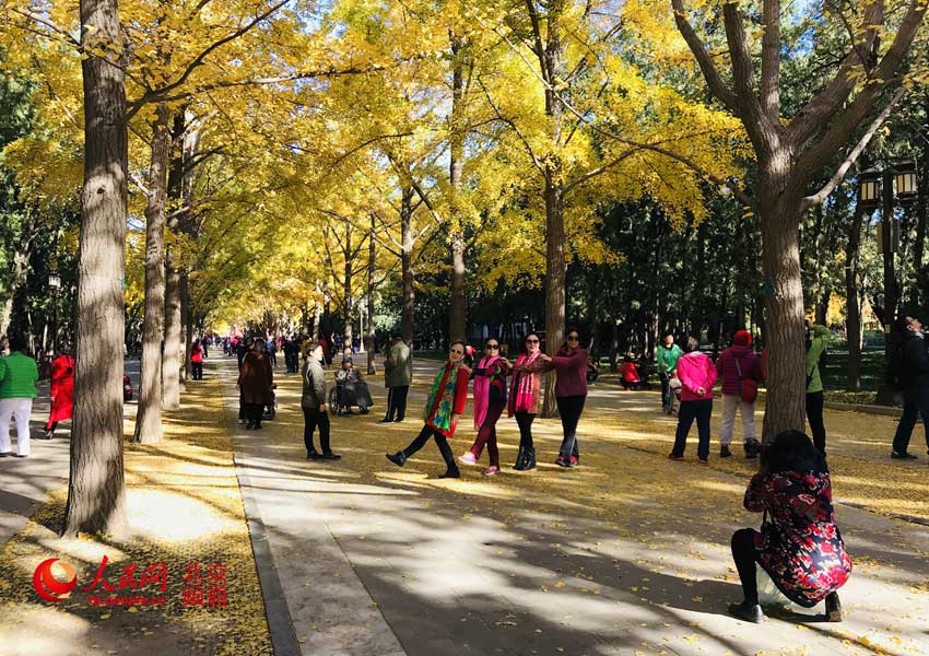 地坛银杏大道进入最佳观赏期 "红墙金叶"点缀京城秋日 地坛银杏大道进入最佳观赏期 "红墙金叶"点缀京城秋日