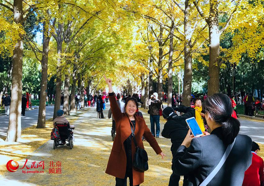 地坛银杏大道进入最佳观赏期 "红墙金叶"点缀京城秋日 地坛银杏大道进入最佳观赏期 "红墙金叶"点缀京城秋日
