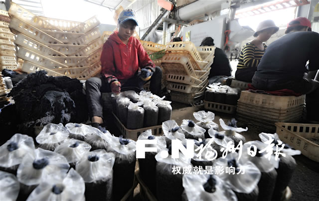 小菌菇撑起大产业 福州全方位打造现代农业食用菌全产业链