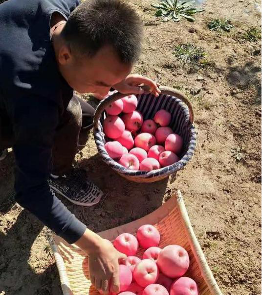 内容助力电商创业,90后小伙帮村民卖出17万元苹果 内容助力电商创业,90后小伙帮村民卖出17万元苹果