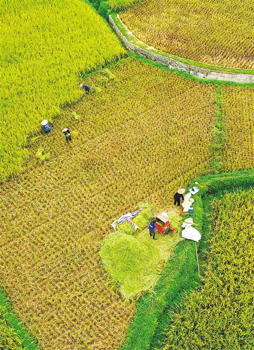 早稻增产：奠定全年粮食丰收基础
