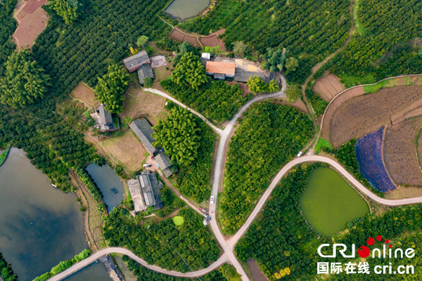 图片默认标题_fororder_2沿滩区十万亩现代柑橘产业园一角（摄影-廖志全）