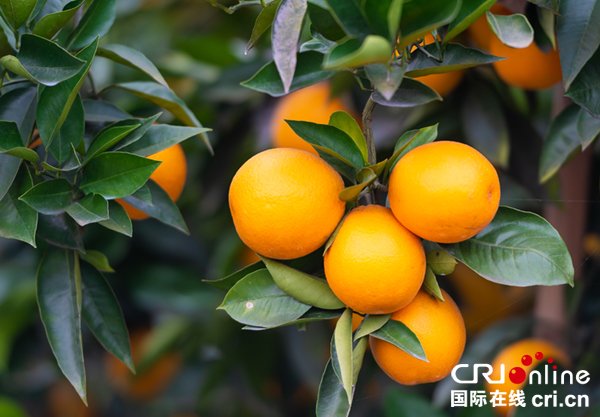 图片默认标题_fororder_1硕果累累丰收季（摄影-廖志全）