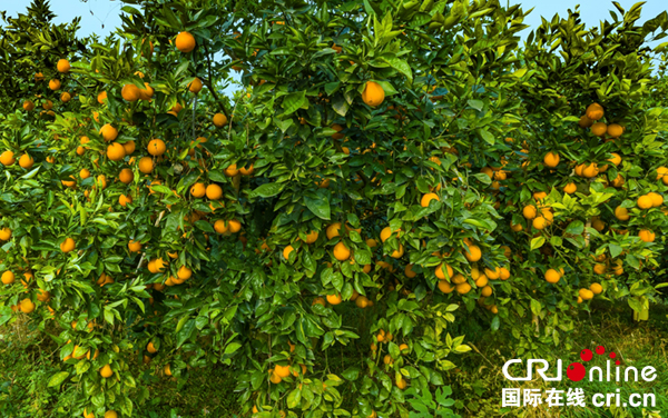 图片默认标题_fororder_4柑橘已经到了成熟期（摄影-廖志全）