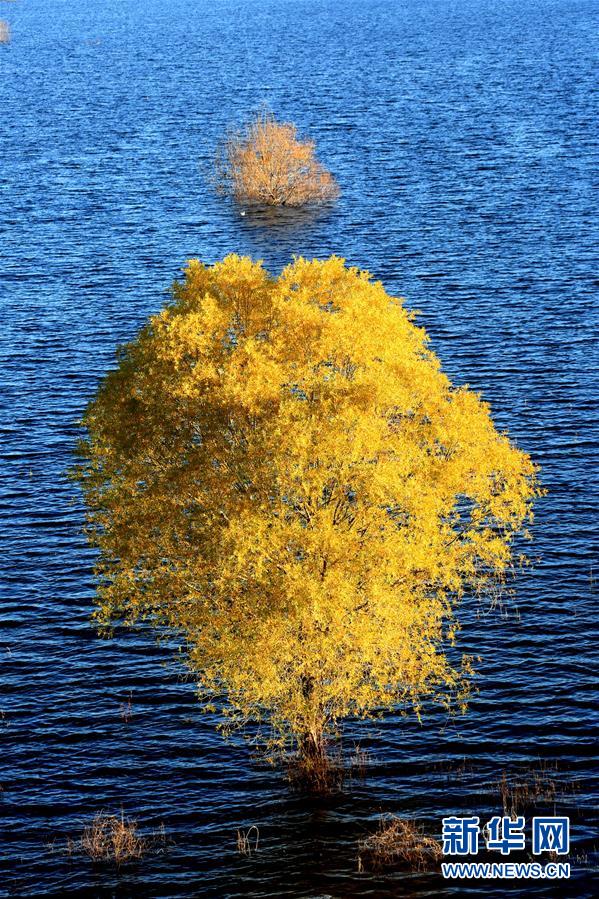 图片默认标题_fororder_qiu5