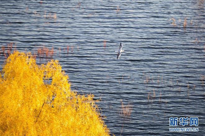 图片默认标题_fororder_qiu9