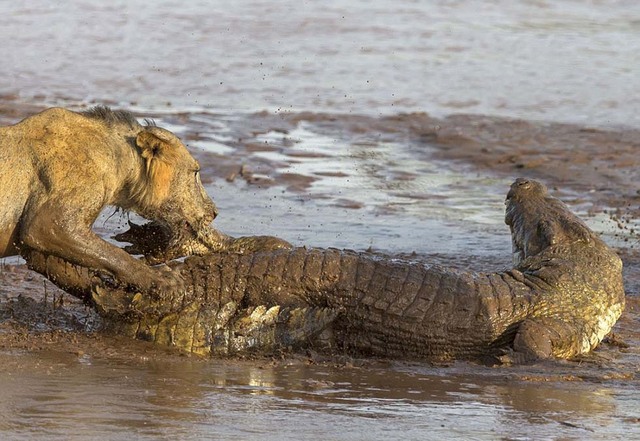 狮子攻击到鳄鱼的脚趾,似乎令对方十分疼痛,鳄鱼试图回到深水区域.
