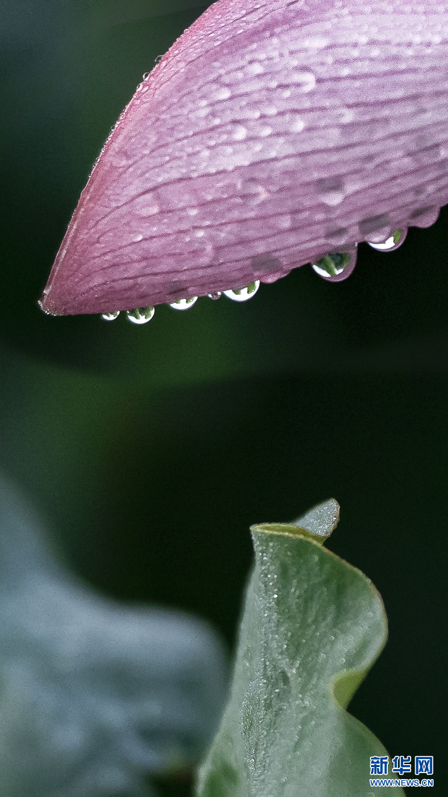 雨露滋润 荷花更娇艳