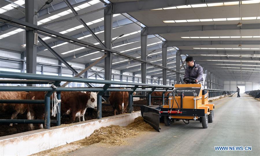 Modernized technology guarantees efficiency and quality of livestock breeding in Beijing