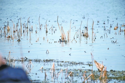 月湖风景区水质优良引来鸟类栖息