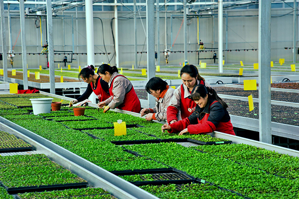 图片默认标题_fororder_工作人员精心选育花卉（摄影-赵凌）