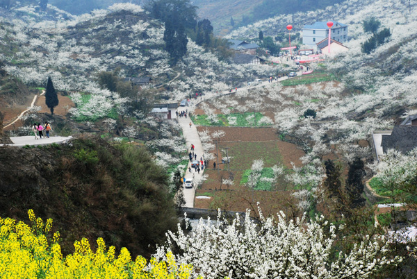图片默认标题_fororder_李花盛开游人如织-（筠连县委宣传部供图）