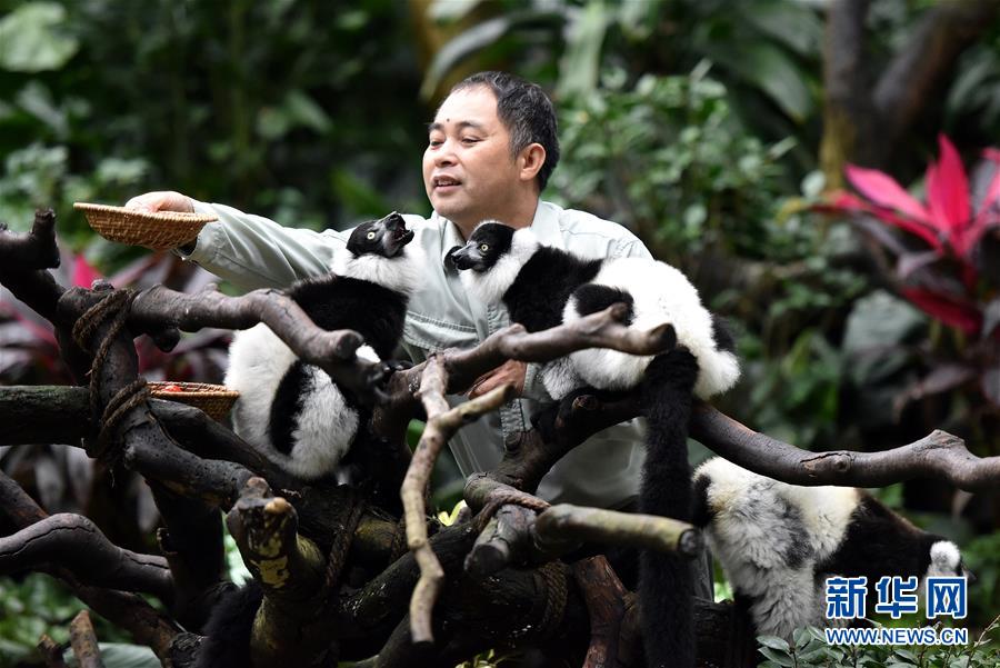 广州：斑狐猴三胞胎正式与游客见面