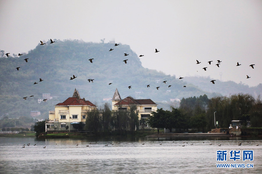 重庆梁平双桂湖的候鸟时光 重庆梁平双桂湖的候鸟时光