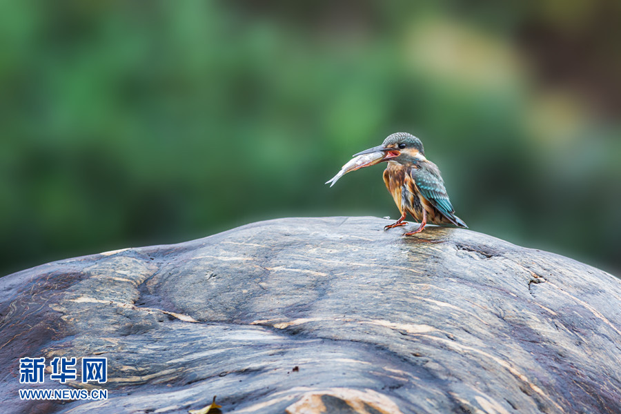 重庆梁平双桂湖的候鸟时光 重庆梁平双桂湖的候鸟时光
