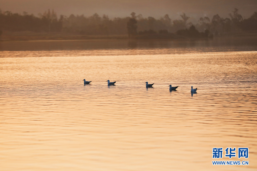 重庆梁平双桂湖的候鸟时光 重庆梁平双桂湖的候鸟时光