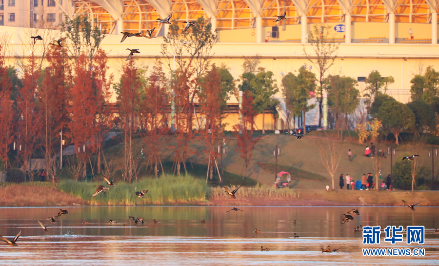 重庆梁平双桂湖的候鸟时光 重庆梁平双桂湖的候鸟时光