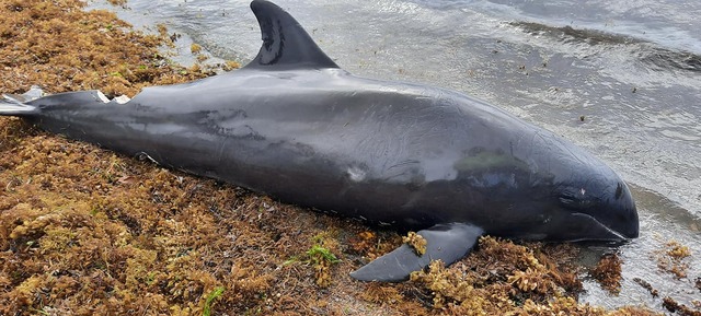 毛里求斯东南海岸不明死亡海洋生物判明为瓜头鲸 死亡数量增至38只