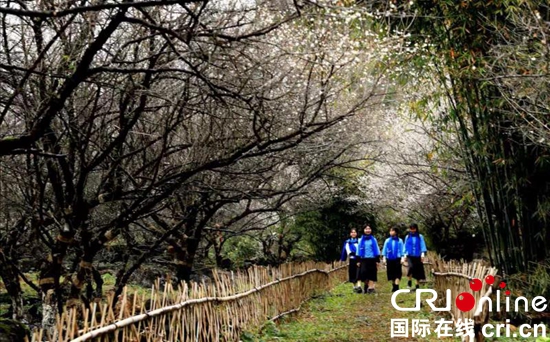 贵州荔波：冬季旅游红火 梅花季如期而至