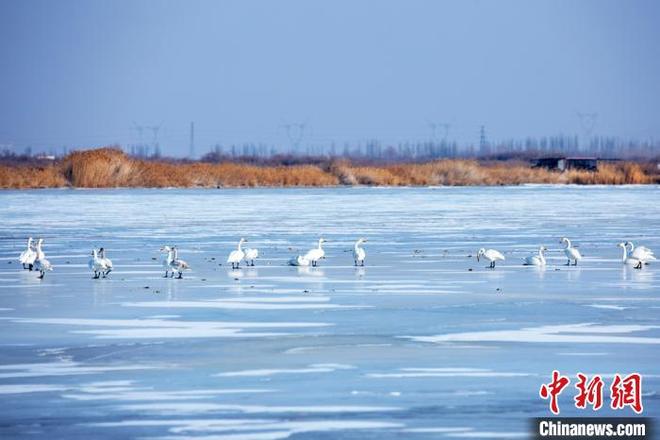 图片默认标题_fororder_111056220_zsite