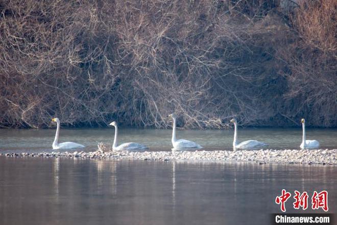 图片默认标题_fororder_111056260_zsite