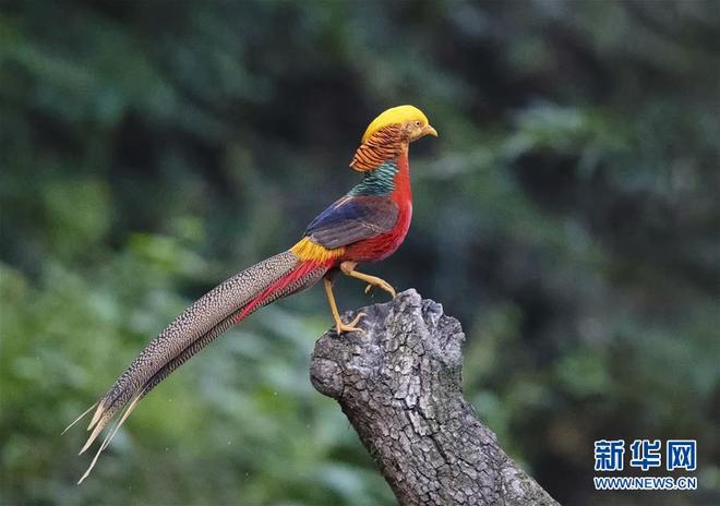 Burung Kuang Di Shaanxi Cri