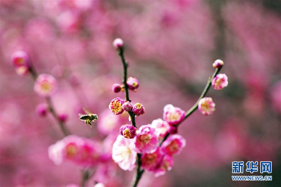 惊蛰春色 惊蛰春色