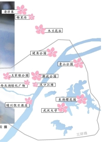 武汉樱花盛放只差一场“日光浴” 最全赏樱地图请收好