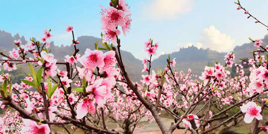 【CRI专稿 列表】重庆合川春季旅游节暨赏花季启动  18项活动玩转春天