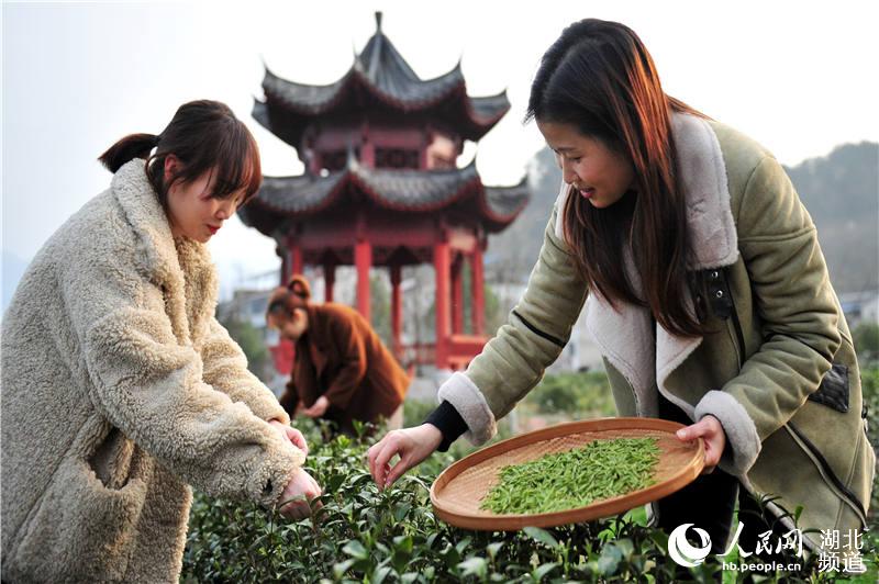 湖北宜昌：体验春茶生产岗 一线互助庆“三八”