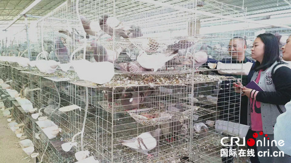 【唐已审】【原创】南宁市良庆区：2019年力争肉鸽养殖规模进广西前十名