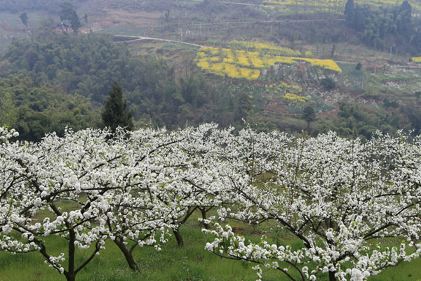 图片默认标题_fororder_2盛开的李花