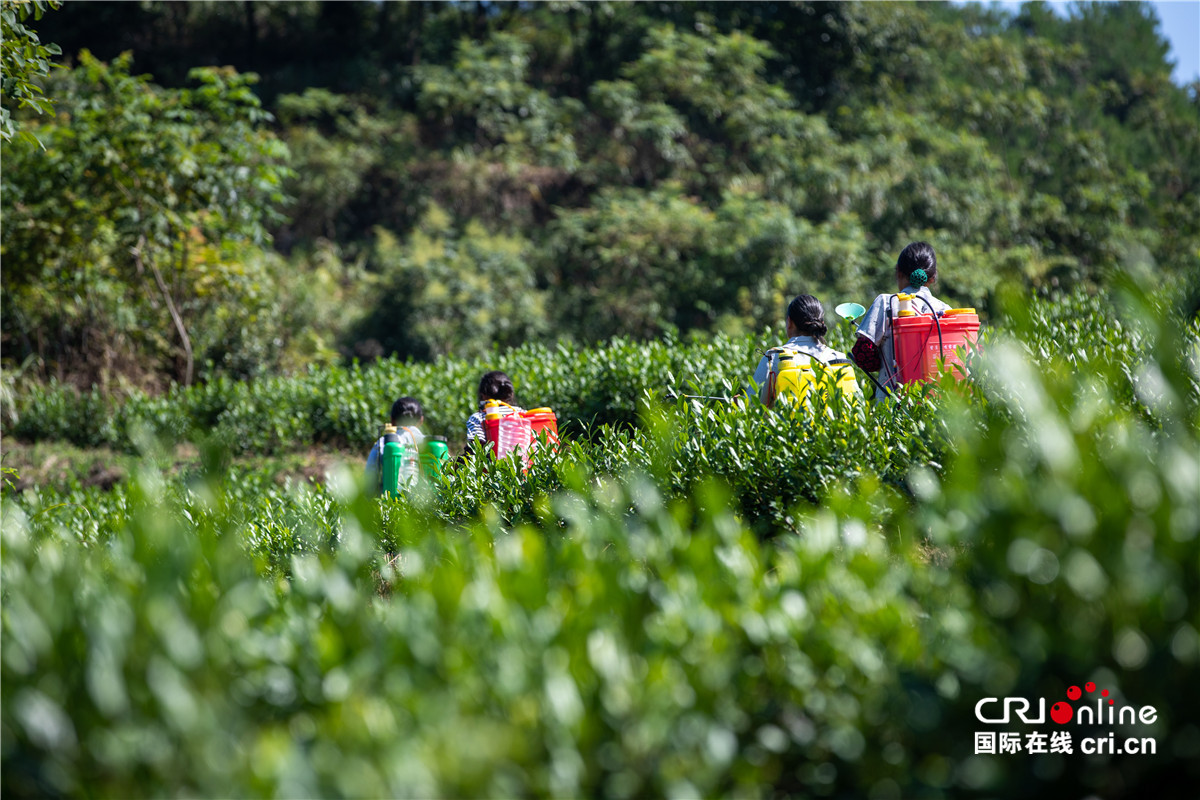 【脱贫攻坚 小康路】看看中寨村驻村书记是如何带领村民脱贫的_fororder_7.农户正在对白茶进行施肥打药工作。
