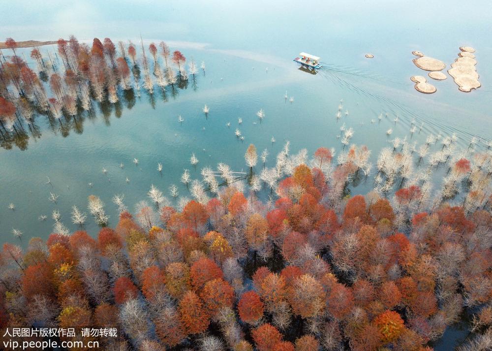 安徽宁国:红杉林染秋色 安徽宁国:红杉林染秋色