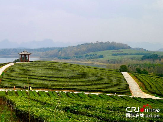 贵州清镇：“以茶带旅以旅促茶”打造文旅名片