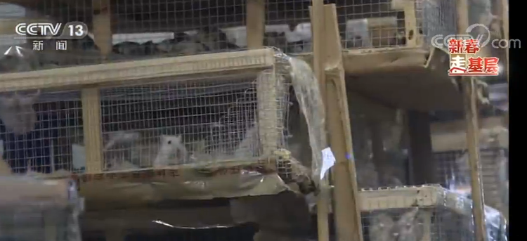 央视网：【新春走基层】列车上的行李员——“寂寞”的守护者