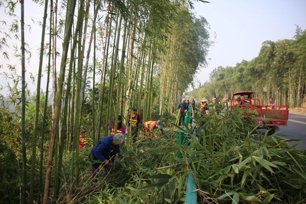 图片默认标题_fororder_竹林清理2