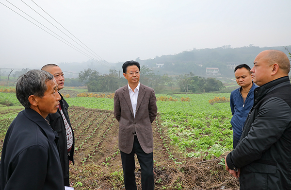 图片默认标题_fororder_3张昭国调研团结镇萝卜种植基地