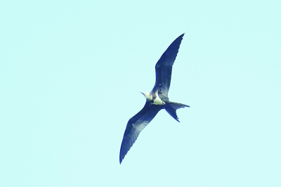 北京：野鴨湖新增鳥類18種