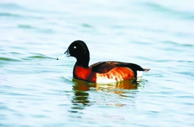 北京：野鴨湖新增鳥類18種