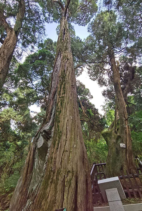 广元剑阁:古蜀道7803株千年古柏移交新任县长