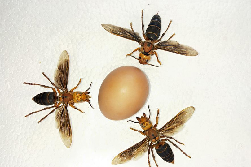 图片默认标题_fororder_wasp2